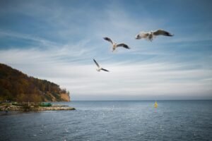White Birds Flying over the Sea